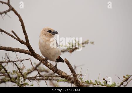 tessitore di bufalo con testa bianca, tessitore di bufalo con faccia bianca, Dinemellia dinemelli, Ploceidae, riserva di Buffalo Spring, riserva nazionale di Samburu, Kenya Foto Stock