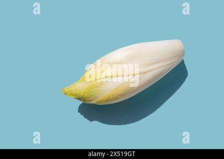 Primo piano di indivia belga o witloof dall'alto isolato su azzurro chiaro Foto Stock