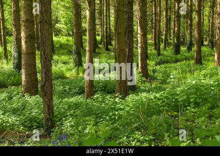 Ortica comune (Urtica dioica) che copre il pavimento di una piccola piantagione di conifere in primavera, nel Somerset settentrionale, in Inghilterra. Foto Stock