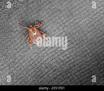 Foto macro di un segno di spunta su una superficie tessile intrecciata dettagliata, che mostra motivi intricati Foto Stock