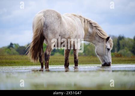 Grande cavallo bianco che si nutre di erba prata potando acqua da un'abbeveratoio del Canada Common sul bordo del nuovo spazio di copia a basso angolo della foresta Foto Stock