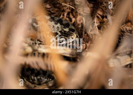 Un Adder che si crogiola al sole di mezzogiorno su una sponda rivolta a sud nel cuore della New Forest Hampshire, Inghilterra, nascosta tra le felci marroni essiccate. Foto Stock