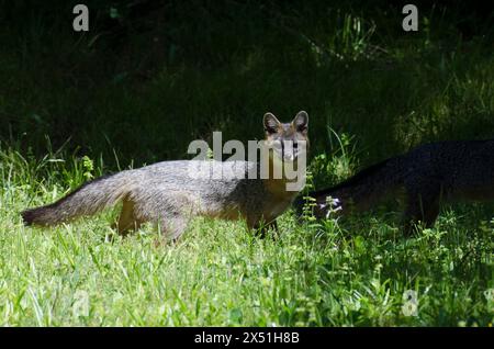 Gray Fox, Urocyon cinereoargenteus Foto Stock