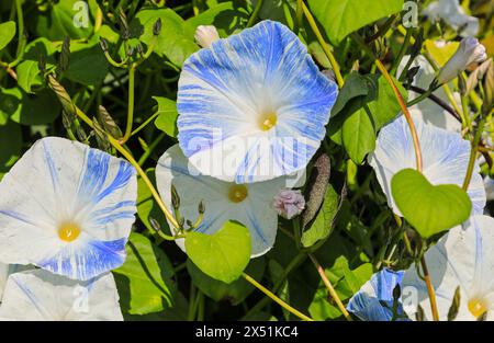 I fiori azzurri e bianchi di Ipomoea Tricolor "Blue Star", Light Blue Morning Glory o convolvulus tricolor, Devon, Inghilterra, Regno Unito Foto Stock