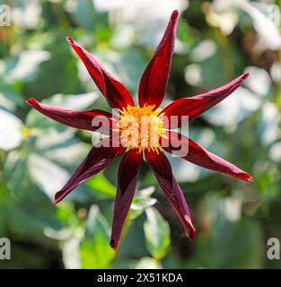 Uno scatto ravvicinato della testa di fiore di una Dahlia "Honka Black" Foto Stock