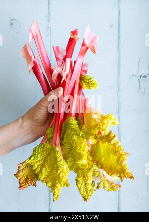 Mano di una donna che tiene in mano un mucchio di gambi di rabarbaro rosa appena raccolti con foglie di verde giallo pallido davanti a uno sfondo blu pallido Foto Stock