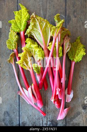 Rabarbaro forzato rosa appena raccolto su una superficie di legno scuro Foto Stock