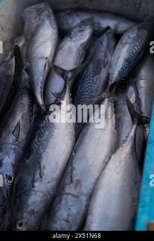 Pesce pescato, pesce in container, Bali, Jimbaran. Foto Stock