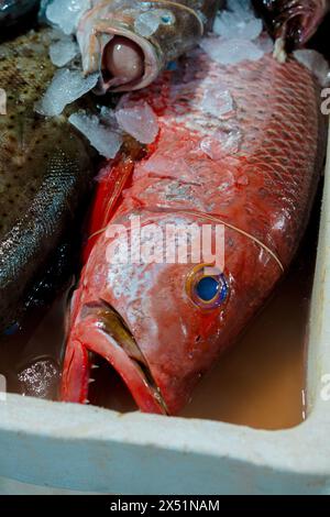 Pesce pescato, pesce in container, Bali, Jimbaran. Foto Stock