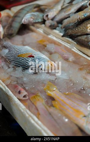 Pesce pescato, pesce in container, Bali, Jimbaran. Foto Stock