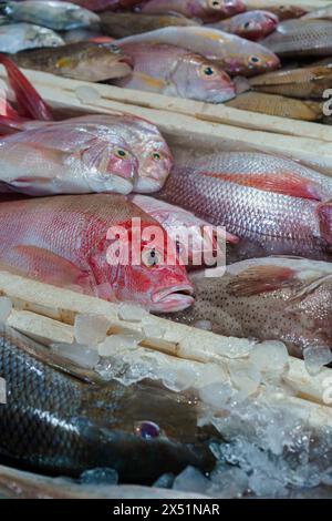 Pesce pescato, pesce in container, Bali, Jimbaran. Foto Stock