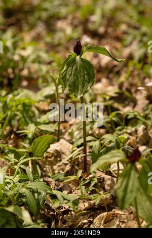 Red-Wine Prairie Trillium Spring Wildflower Blooming Plant Foto Stock