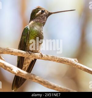 Hummingbird femminile di Rivoli appollaiato su un ramo Foto Stock