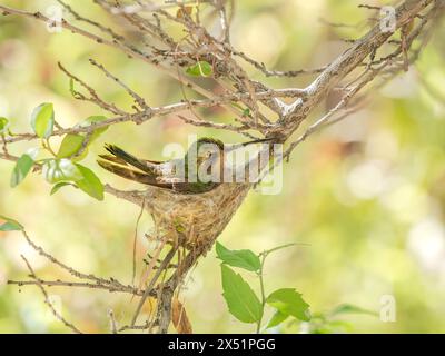 Hummingbird seduto pazientemente sul suo nido Foto Stock