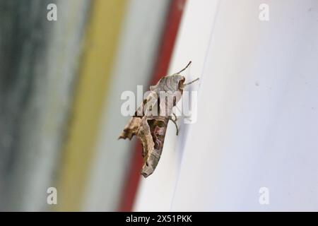 Un Moth con sfumature angolari (Phlogophora Meticulosa) poggia su un telaio della porta in plastica Foto Stock