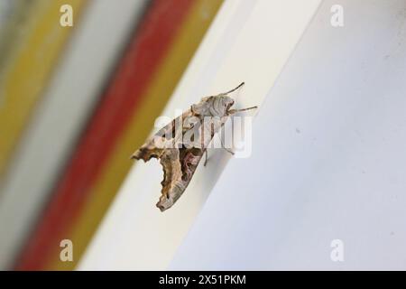 Un Moth con sfumature angolari (Phlogophora Meticulosa) poggia su un telaio della porta in plastica Foto Stock