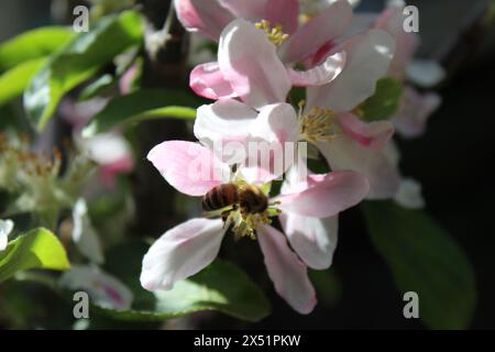 Un'ape di miele su un albero di mela in fiore nel mio giardino Foto Stock