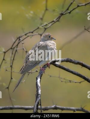 Una dove in lutto in Arizona Foto Stock