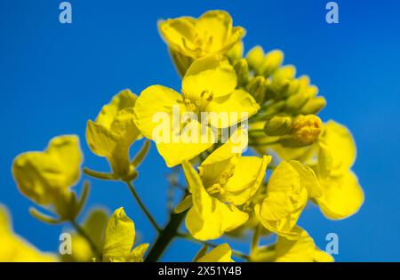 22 aprile 2024, Meclemburgo-Pomerania occidentale, Malchow (Insel Poel): Una pianta di colza in fiore si trova in un campo appartenente alla Norddeutsche Pflanzenzucht (NPZ) Lembke KG sull'isola di Poel nel Mar Baltico. I fogli sono utilizzati per limitare la selezione incrociata indesiderata di varietà di colza nei campi vicini. L'azienda con sede a Malchow è uno dei più importanti allevatori di colza in Germania e, secondo le proprie informazioni, vende oltre 150 varietà in più di 30 paesi. Foto: Jens Büttner/dpa Foto Stock