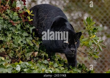 Pantera nera Foto Stock