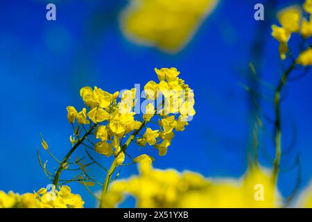 22 aprile 2024, Meclemburgo-Pomerania occidentale, Malchow (Insel Poel): Una pianta di colza in fiore si trova in un campo appartenente alla Norddeutsche Pflanzenzucht (NPZ) Lembke KG sull'isola di Poel nel Mar Baltico. I fogli sono utilizzati per limitare la selezione incrociata indesiderata di varietà di colza nei campi vicini. L'azienda con sede a Malchow è uno dei più importanti allevatori di colza in Germania e, secondo le proprie informazioni, vende oltre 150 varietà in più di 30 paesi. Foto: Jens Büttner/dpa Foto Stock