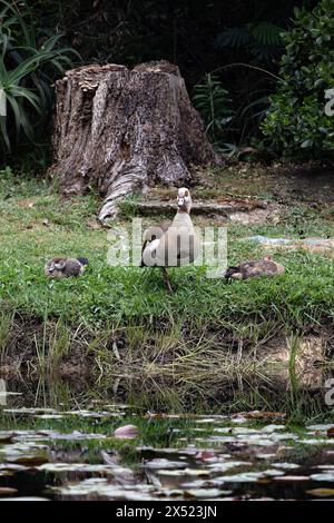 Tre oca egiziana (Nilo) che riposano sul prato, Alopochen aegyptiaca in habitat naturale. Uccello africano, animale invasivo. Sudafrica Foto Stock