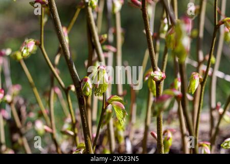 primo piano di giovani rami di alberi con gemme rosa Foto Stock