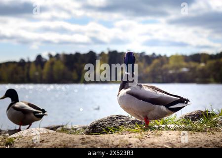 mallard nella natura selvaggia su rocce con fondo d'acqua Foto Stock