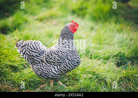 Nano Amrock hen (gallina Amrock Bantam) Foto Stock