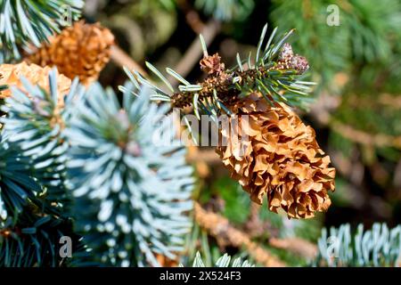 Sitka Spruce (picea sitchensis), primo piano di un singolo cono della conifera comunemente piantata appesa tra i rami dell'albero. Foto Stock