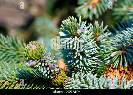 Sitka Spruce (picea sitchensis), primo piano di giovani foglie o aghi dell'albero, mostrando il rivestimento che conferisce loro il loro caratteristico aspetto bluastro. Foto Stock