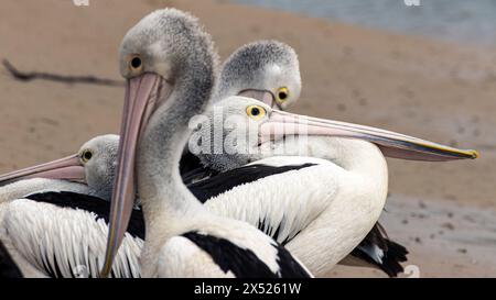 Quattro pellicani australiani in una posa insolita in una spiaggia di San Remo Foto Stock