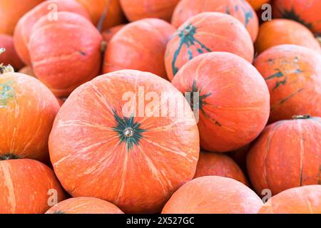 Grappolo di zucche arancione per la vendita in azienda agricola biologica in vendita per essere utilizzati come decorazioni di caduta Foto Stock