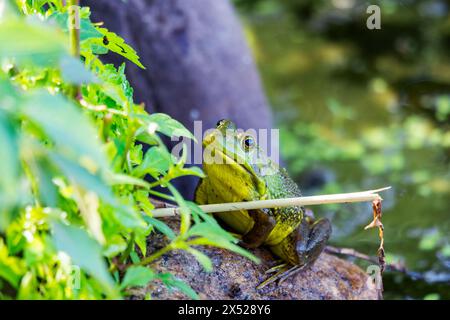 Un bullfrog americano si trova su una roccia vicino a un lago del Wisconsin settentrionale. Foto Stock