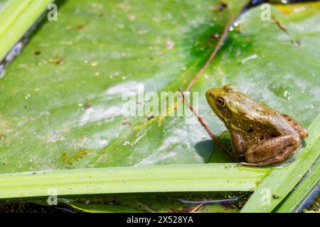 Un bullfrog americano si trova su un lilypad su un lago del Wisconsin settentrionale. Foto Stock