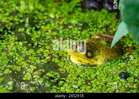 Un bullfrog americano si trova nelle acque basse di un lago del Wisconsin settentrionale. Foto Stock