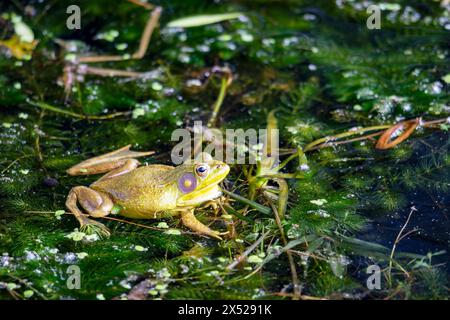 Un bullfrog americano si trova nelle acque basse di un lago del Wisconsin settentrionale. Foto Stock