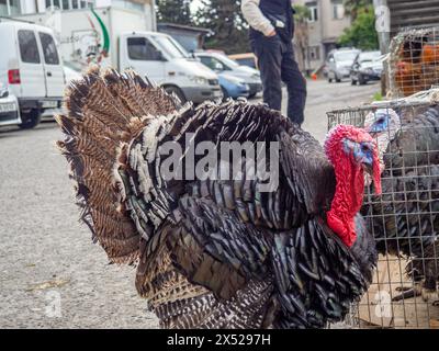 Mercato agricolo. Vendita di uccelli vivi. Tacchini. Animali in vendita in gabbia. Vendita di animali destinati alla carne e all'allevamento Foto Stock