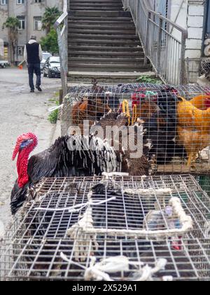 Mercato agricolo. Vendita di uccelli vivi. Tacchini. Animali in vendita in gabbia. Vendita di animali destinati alla carne e all'allevamento Foto Stock