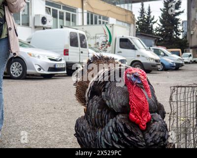 Mercato agricolo. Vendita di uccelli vivi. Tacchini. Animali in vendita in gabbia. Vendita di animali destinati alla carne e all'allevamento Foto Stock