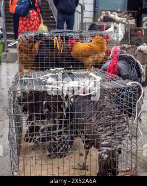 Mercato agricolo. Vendita di uccelli vivi. Tacchini. Animali in vendita in gabbia. Vendita di animali destinati alla carne e all'allevamento Foto Stock