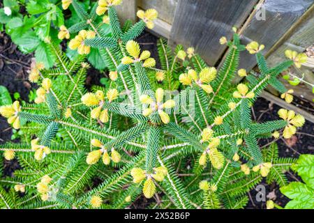 Vista dall'alto della corona con germogli di abete d'argento spagnolo (Abies pinsapo) Foto Stock