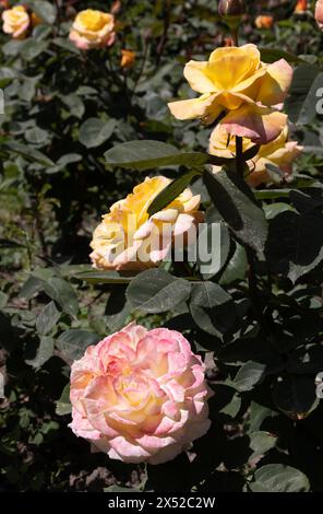 Bella rosa gialla luminosa nel giardino primaverile. Grandi fiori di rosa per il tè giallo come sfondo per le carte floreali Foto Stock