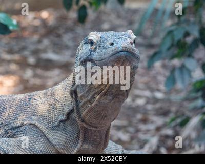 Primo piano di un drago di komodo (Varanus komodoensis) in cattività. È noto anche come monitor Komodo, è un membro della lucertola monitor, Londra, Regno Unito Foto Stock