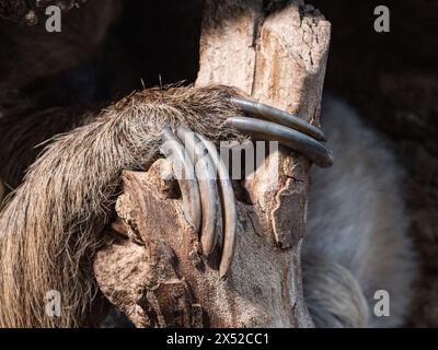Primo piano degli artigli di un bradipo a due dita (Choloepus didactylus) che regge su un pezzo di legno, tenuto in cattività, Londra, Regno Unito. Foto Stock