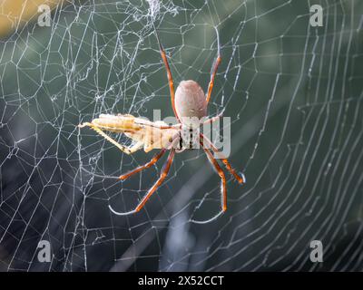 Primo piano di un ragno di Golden Orb Weaver (in cattività) che mangia una locusta sul suo web, Londra, Regno Unito. Foto Stock