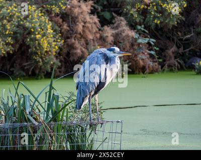 Un airone grigio (Ardea cinerea) seduto su una gabbia metallica Southwark Park, Bermondsey, Londra, Regno Unito. Foto Stock
