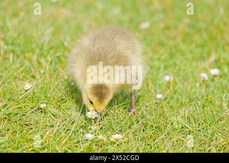 Gosling al Lakeside Country Park, Eastleigh, Hampshire Foto Stock