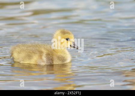 Gosling al Lakeside Country Park, Eastleigh, Hampshire Foto Stock