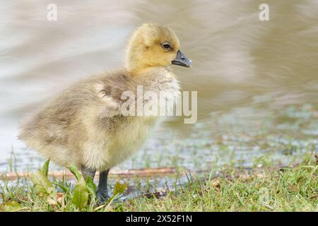 Gosling al Lakeside Country Park, Eastleigh, Hampshire Foto Stock